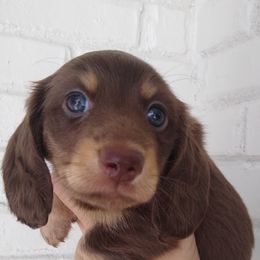 Girl 1 - Dachshund puppy in Georgia from Farm Tree's Dachshund Haven