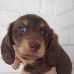 Girl 1 - Dachshund puppy in Georgia from Farm Tree's Dachshund Haven