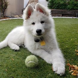 Berger Blanc Suisse Puppies from Absolute Dream White Swiss Shepherds