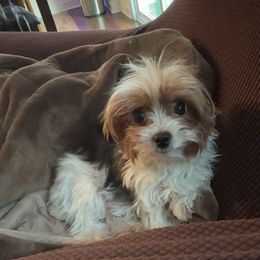 Rose - Yorkshire Terrier