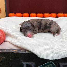 Star - Merle female Sheepadoodle puppy in Willacoochee, Georgia from Kitandkboodle's Doodles