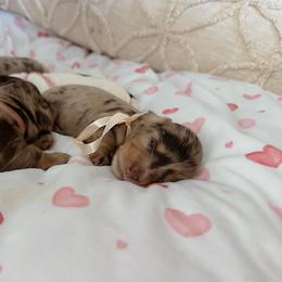 Pretzie - Dapple female Dachshund puppy in Summerfield, Florida from Dachshundly Perfect