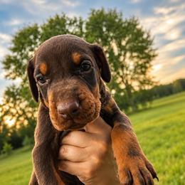 Red boy - Red and rust male Doberman Pinscher puppy in Peru, Indiana from De luxe dobermans