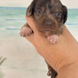 Jupiter long coat - Dapple male Dachshund puppy in Lakeland, Florida from Elite Doxies Florida