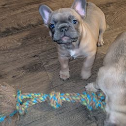 French Bulldogs from Oui Oui Kennels
