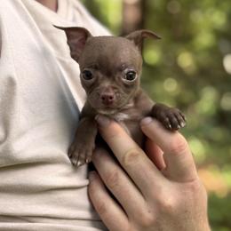 Chocodrop - Chocolate female Chihuahua puppy in East Camden, Arkansas from RoyAl