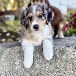 Cosmo - Blue merle male Aussiedoodle puppy in Grants Pass, Oregon from Woodwind Miniatures