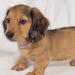 Shell - Red male Dachshund puppy in Sacramento, California from MiniDoxPups