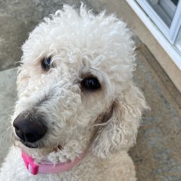 Labradoodles and Poodles from Quiri_doodles