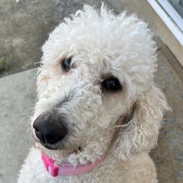 Labradoodles and Poodles from Quiri_doodles