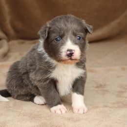 Kazi - Blue Collar - AKC - Blue male Border Collie puppy in Courtland, Alabama from C Bar C Ranch Border Collies