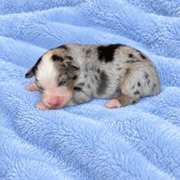 Buster - Blue merle male Australian Shepherd puppy in Howardsville, Virginia from Spectacular Aussies and Cavaliers