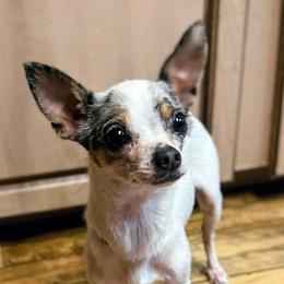Chihuahuas and Dachshunds from Mbjs Doxies and chihuahuas