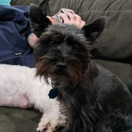 Ellie - Miniature Schnauzer