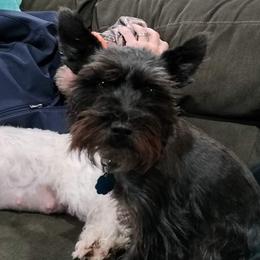 Ellie - Miniature Schnauzer