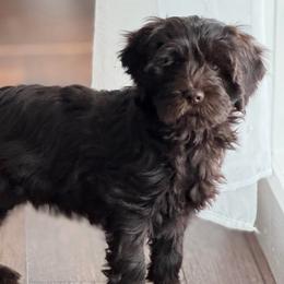 Guinness - Chocolate male Australian Labradoodle puppy in Londonderry, New Hampshire from Granite State Labradoodles