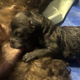 Midnight - Black male Poodle puppy in Anderson, South Carolina from Stephanie’s Signature Poodles inspired by Sherry Lynn LLC