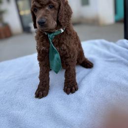 Gray collar - Red  male Poodle puppy in Riverside, California from Riverside red poodles