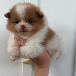 Boy 1 - Chocolate merle male Pomeranian puppy in Jackson, Tennessee from Little House Pomeranians