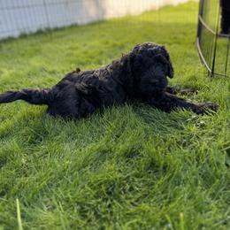 Goldendoodle Puppies from Wrigley's Doodles