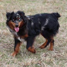 Miniature Australian Shepherds and Toy Australian Shepherds from BK Rustic Aussies