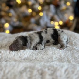 Miniature Australian Shepherd Puppies from Quartz Creek Aussies