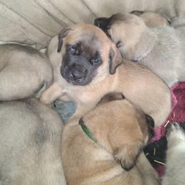 Annie - Apricot female Mastiff puppy in Uhrichsville, Ohio from Angela's Mastiffs