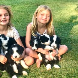 Assorted Doodle Crosses, Bernedoodle, Goldendoodle, and Sheepadoodle Puppies from Happy Top Doodles