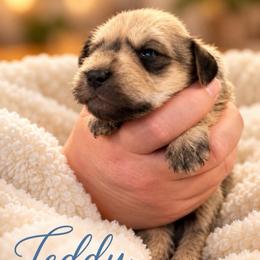 Teddy - Salt and pepper male Miniature Schnauzer puppy in Hull, Georgia from Ardent Miniature Schnauzers of Athens