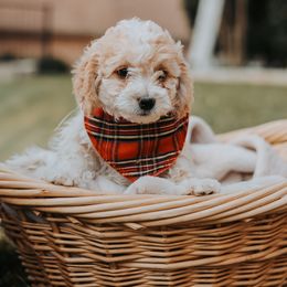 Bernedoodle and Goldendoodle Puppies from Doodles of North Tx