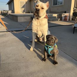 Cane Corso Puppies from 3Lake Kennelz
