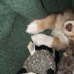 Australian Shepherd, Miniature Australian Shepherd, and Toy Australian Shepherd Puppies from Rumour Has It Aussies