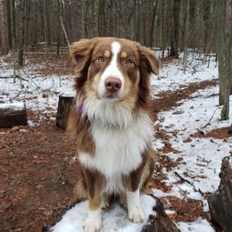 Jester - Australian Shepherd
