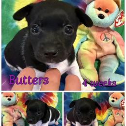 Butters - Black and white male Rat Terrier puppy in Atlanta, Texas from CaliRats Rat Terriers