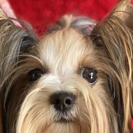 Biewer Terriers from Great Scotts Biewers