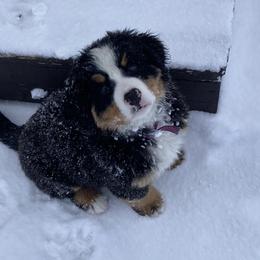 Bernese Mountain Dogs from Blue Peak Berners