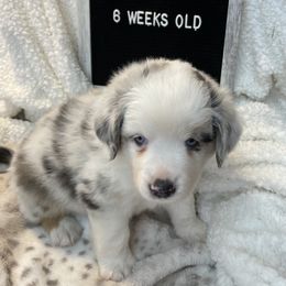 Miniature Australian Shepherd Puppies from Happy Tails, Colorado Mini Aussies