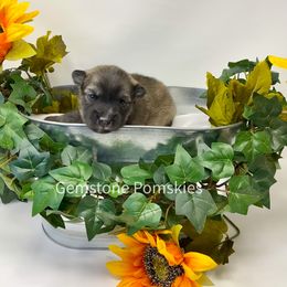 Pomsky Puppies from Gemstone Pomskies