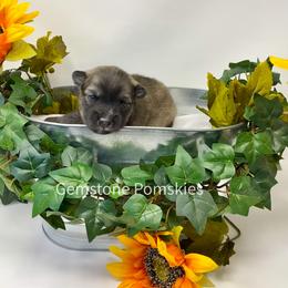 Pomsky Puppies from Gemstone Pomskies