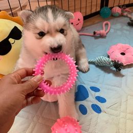 Siberian Husky Puppies from Canace Siberians