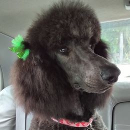 Lola - Poodle