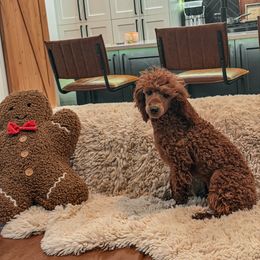 K H A K I - Teddy Bear -20-30 lbs - Red  female Goldendoodle puppy in Pleasant View, Utah from Anchor Dogs