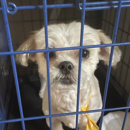 Nemo - Shichon