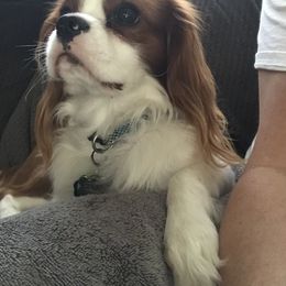 Cavalier King Charles Spaniel Puppies from Christina’s Cavaliers