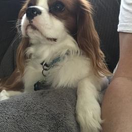 Cavalier King Charles Spaniel Puppies from Christina’s Cavaliers