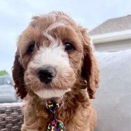 Puppy 2 - Apricot male Irish Doodle puppy in Bloomfield, Iowa from Schooley Doodles