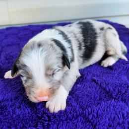 Blossom - Blue merle female Australian Shepherd puppy in Charlotte, North Carolina from Awesome Aussies