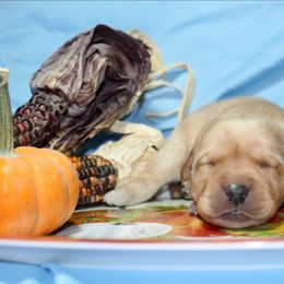 Boy 3 - Yellow male Labrador Retriever puppy in Parma, Idaho from Campbell Valley Labradors