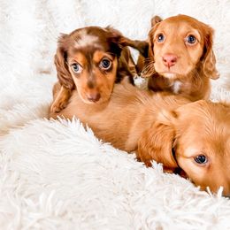 Dachshund Puppies from DachiesDash
