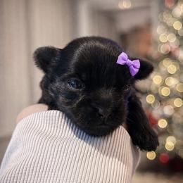 Abby - Black female Shorkie puppy in Midland, Texas from Southern Yorkie Pies